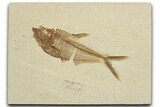 Detailed Fossil Fish (Diplomystus) - Wyoming #355604-1